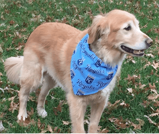 how to make a dog neckerchief